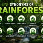 Synonyms of Rainforest
